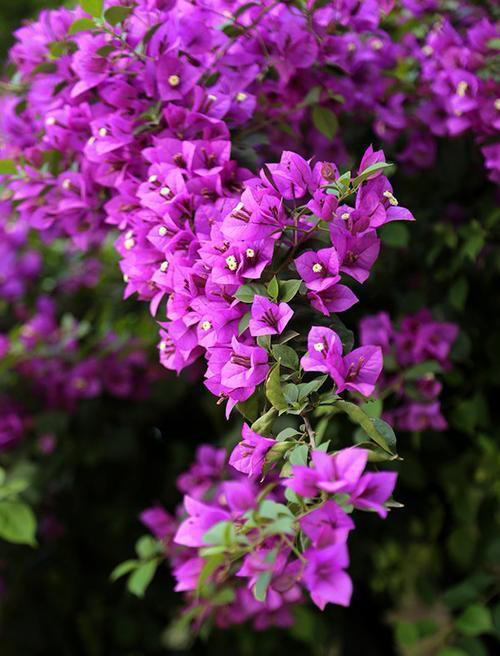 适合新手的5种漂亮花，好养好看不生病，一开就是大半年