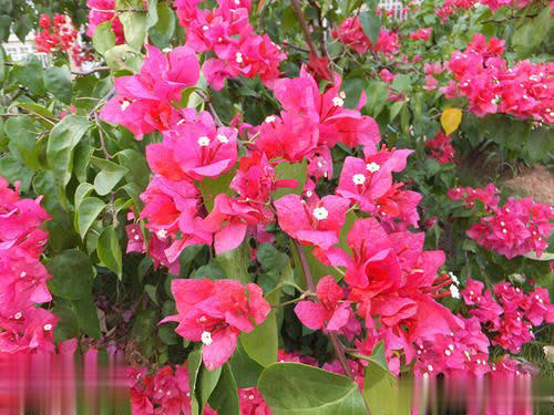 2种耐寒花比月季好养，花量大颜值高，冬天不愁没花赏 