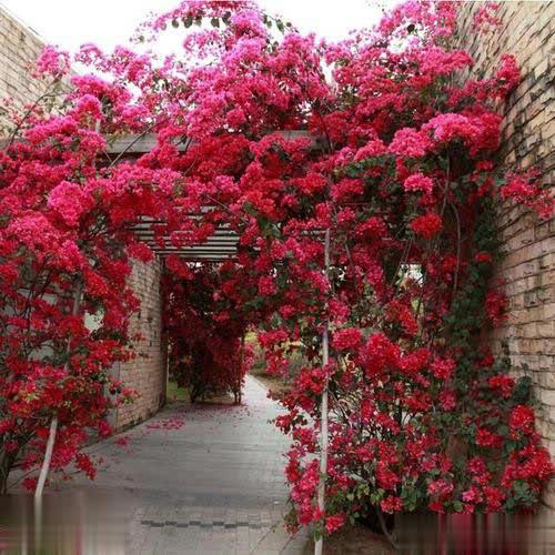 2种耐寒花比月季好养，花量大颜值高，冬天不愁没花赏