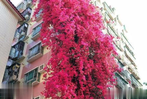 2种耐寒花比月季好养，花量大颜值高，冬天不愁没花赏