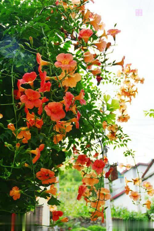 2种耐寒花比月季好养，花量大颜值高，冬天不愁没花赏