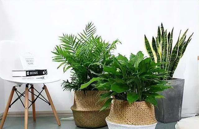 6种旺宅又旺家的绿植盆栽，家里养一盆，清新空气寓意好