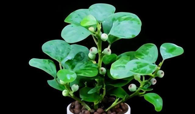 6种旺宅又旺家的绿植盆栽，家里养一盆，清新空气寓意好