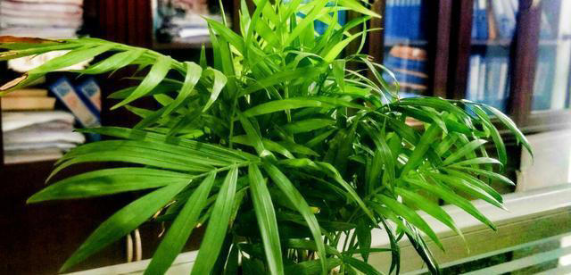 6种旺宅又旺家的绿植盆栽，家里养一盆，清新空气寓意好