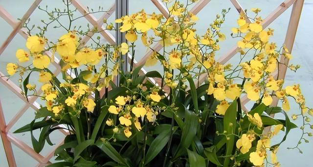 6种旺宅又旺家的绿植盆栽，家里养一盆，清新空气寓意好