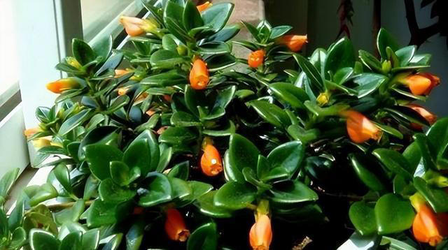 6种旺宅又旺家的绿植盆栽，家里养一盆，清新空气寓意好