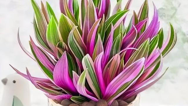 6种旺宅又旺家的绿植盆栽，家里养一盆，清新空气寓意好