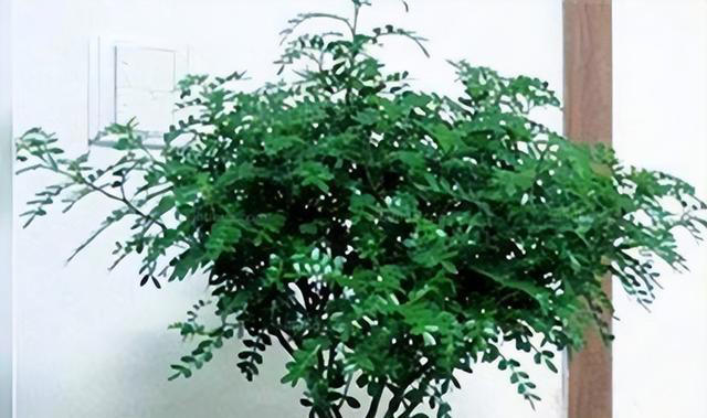 6种旺宅又旺家的绿植盆栽，家里养一盆，清新空气寓意好