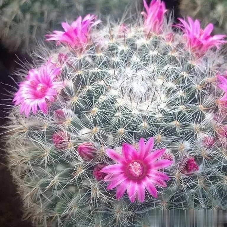 好养好看抗病强，总有一款适合你