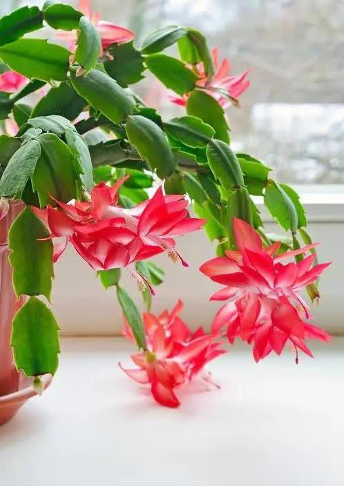 好养好看抗病强，总有一款适合你