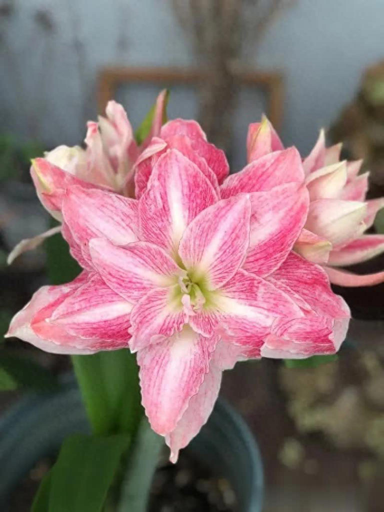 好养好看抗病强，总有一款适合你