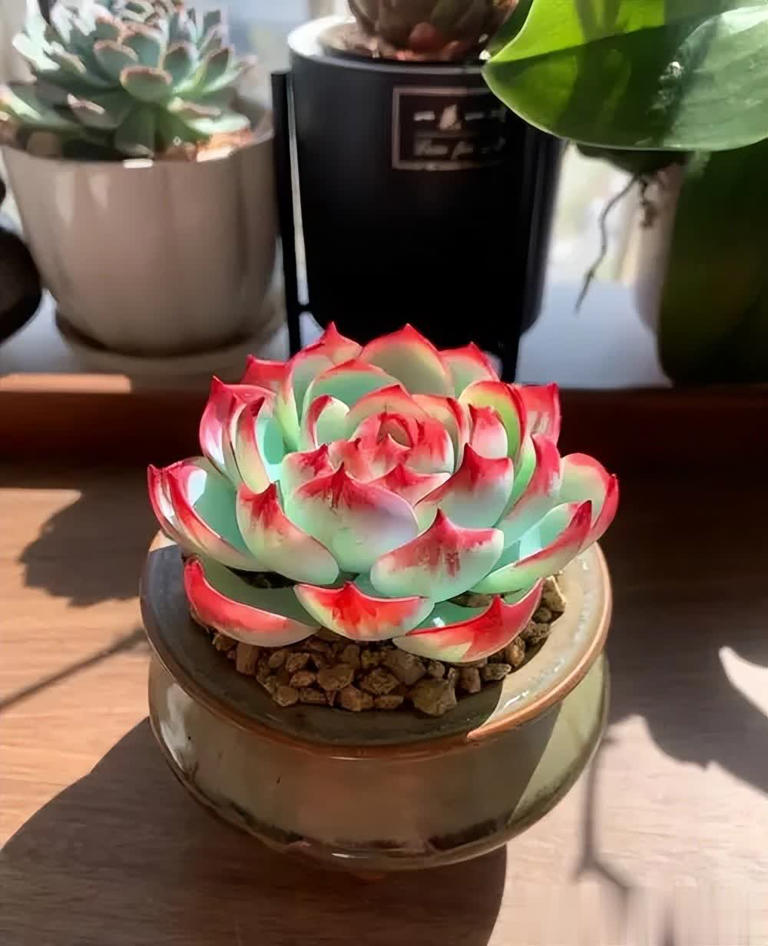 好养好看抗病强，总有一款适合你