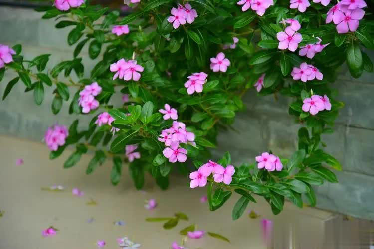 好养好看抗病强，总有一款适合你