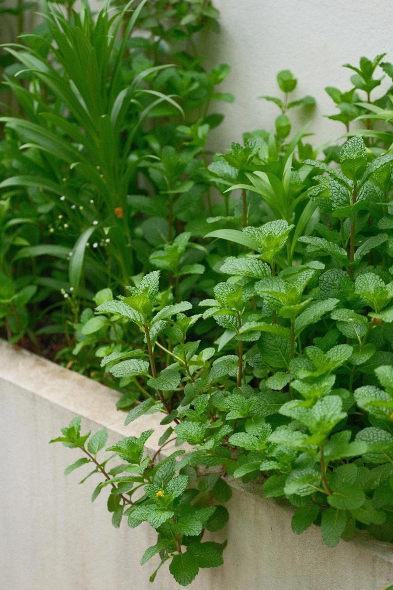 自从有了院子，每天过的都是向往的生活！