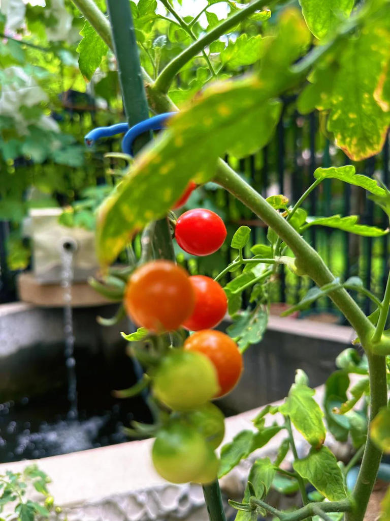 自从有了院子，每天过的都是向往的生活！