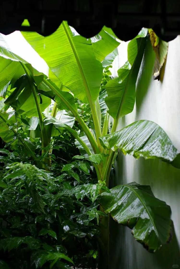 自从有了院子，每天过的都是向往的生活！