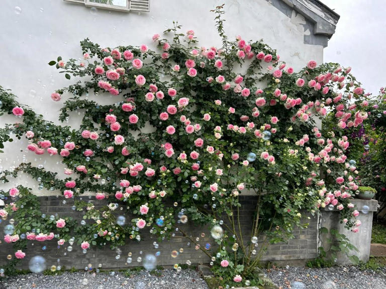 你的院子，怎能少了一面花墙？