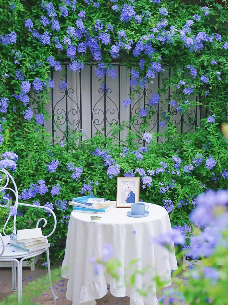 你的院子，怎能少了一面花墙？