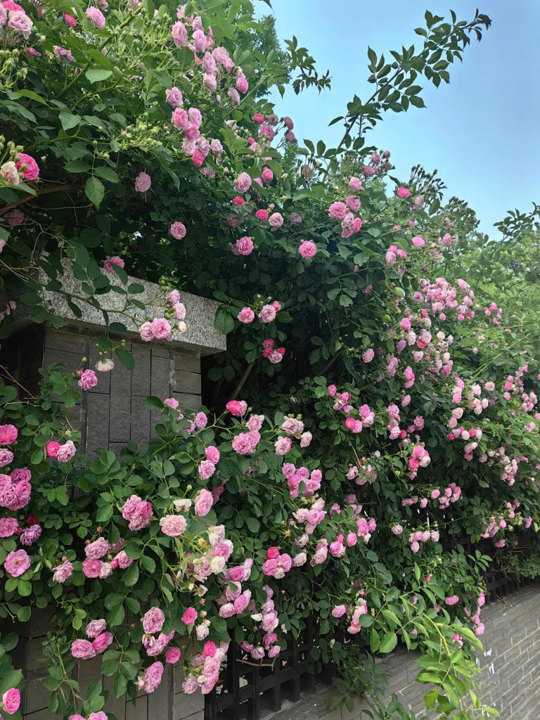 你的院子，怎能少了一面花墙？