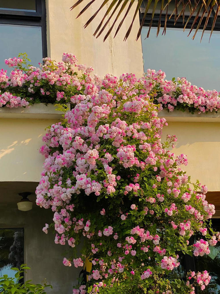 你的院子，怎能少了一面花墙？