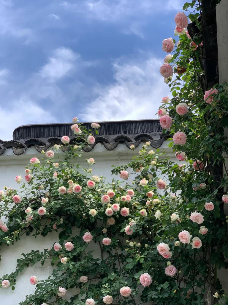 你的院子，怎能少了一面花墙？