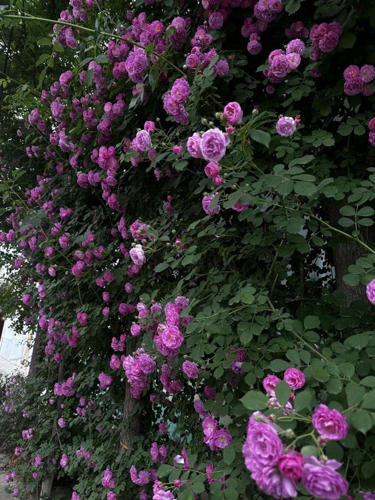 你的院子，怎能少了一面花墙？