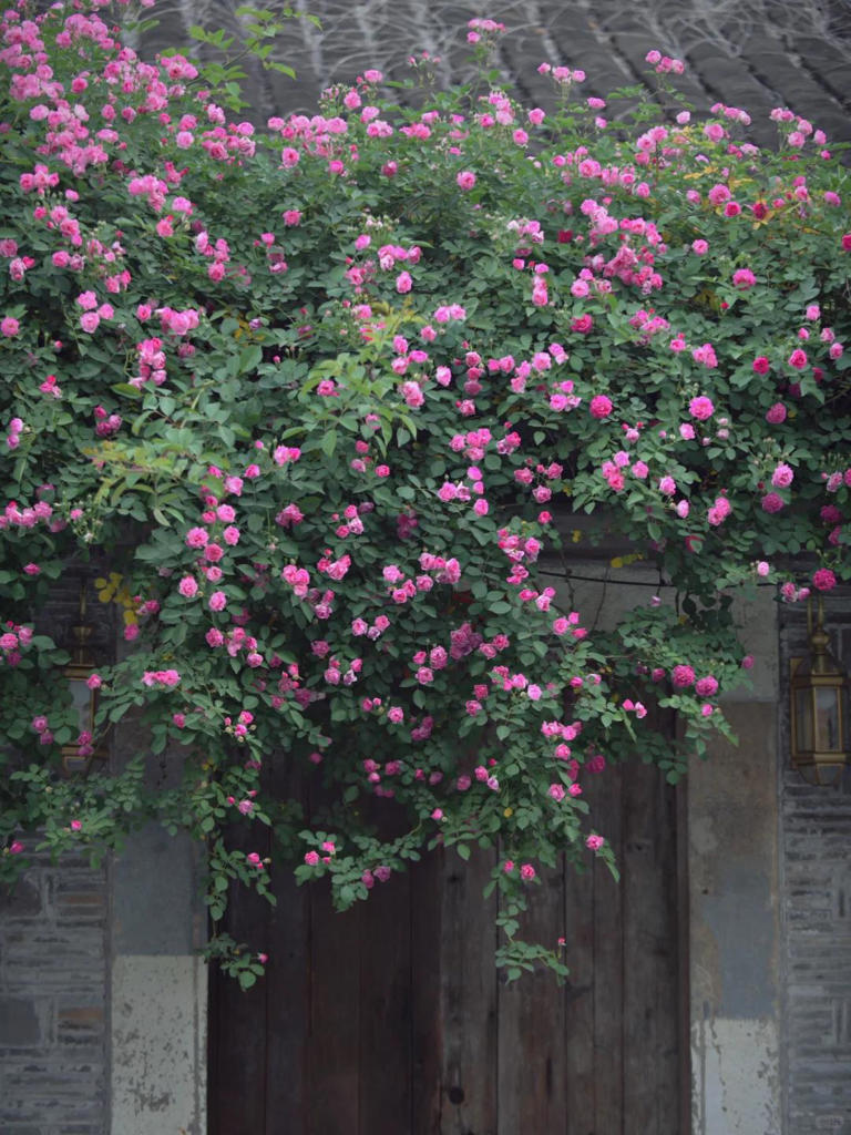 你的院子，怎能少了一面花墙？