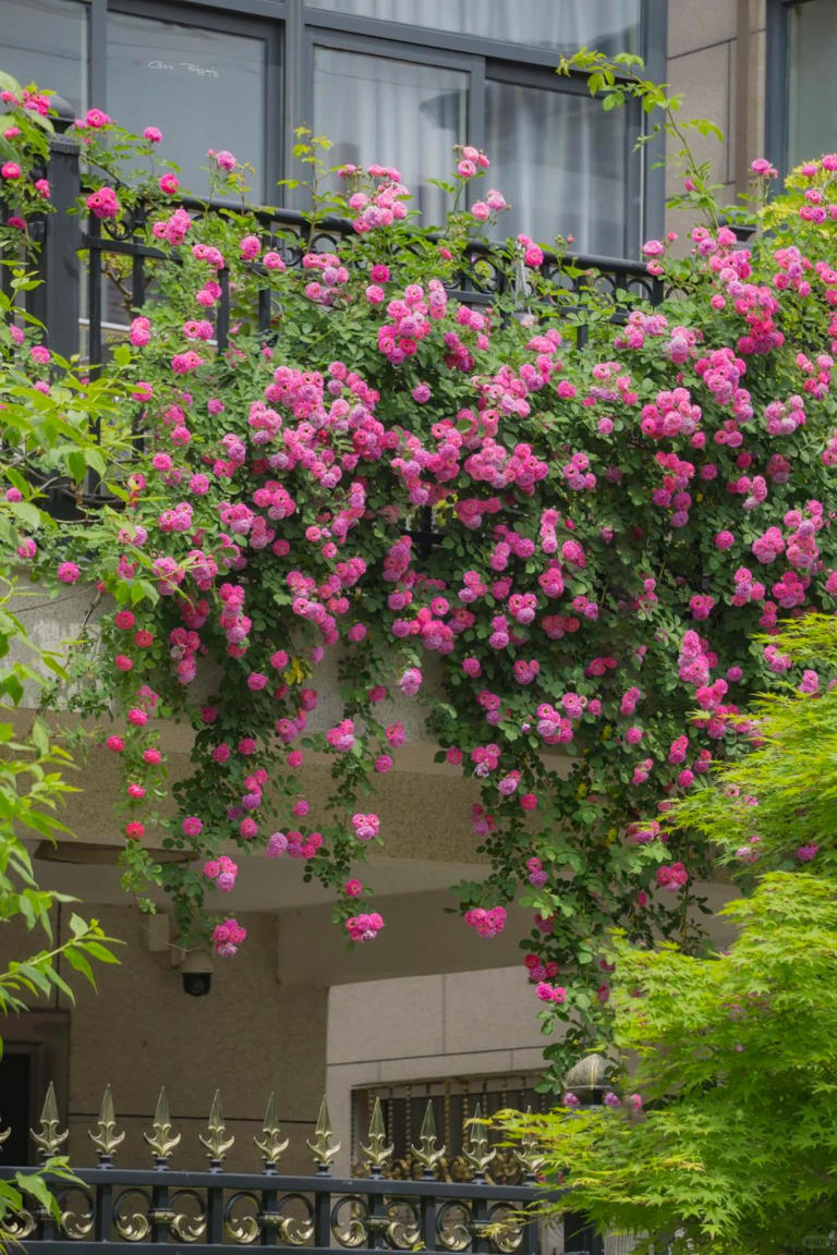 你的院子，怎能少了一面花墙？