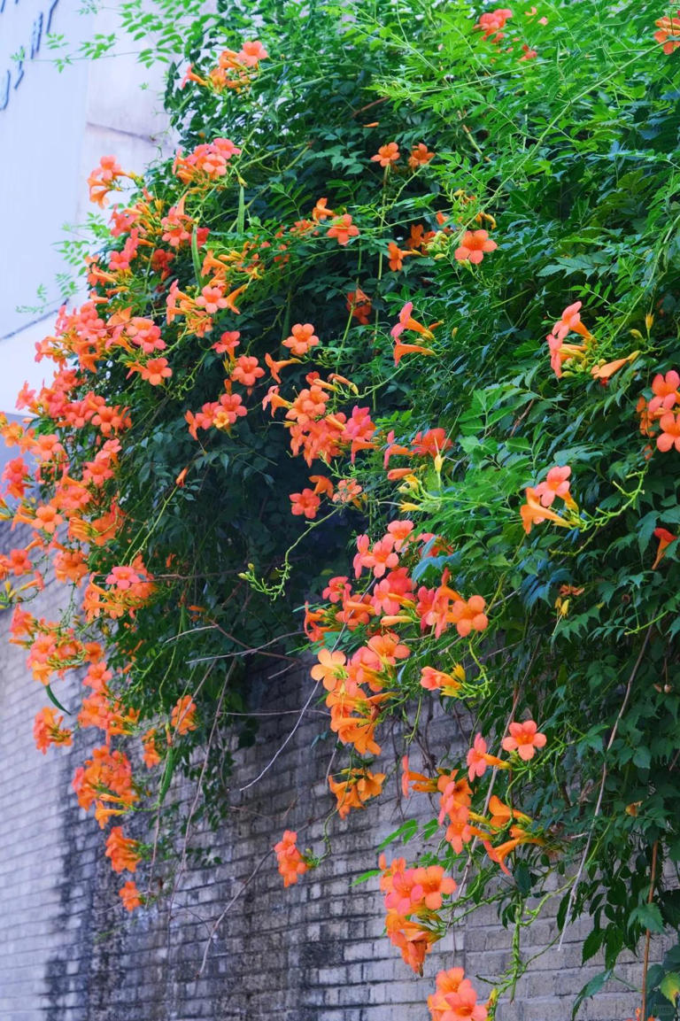 你的院子，怎能少了一面花墙？