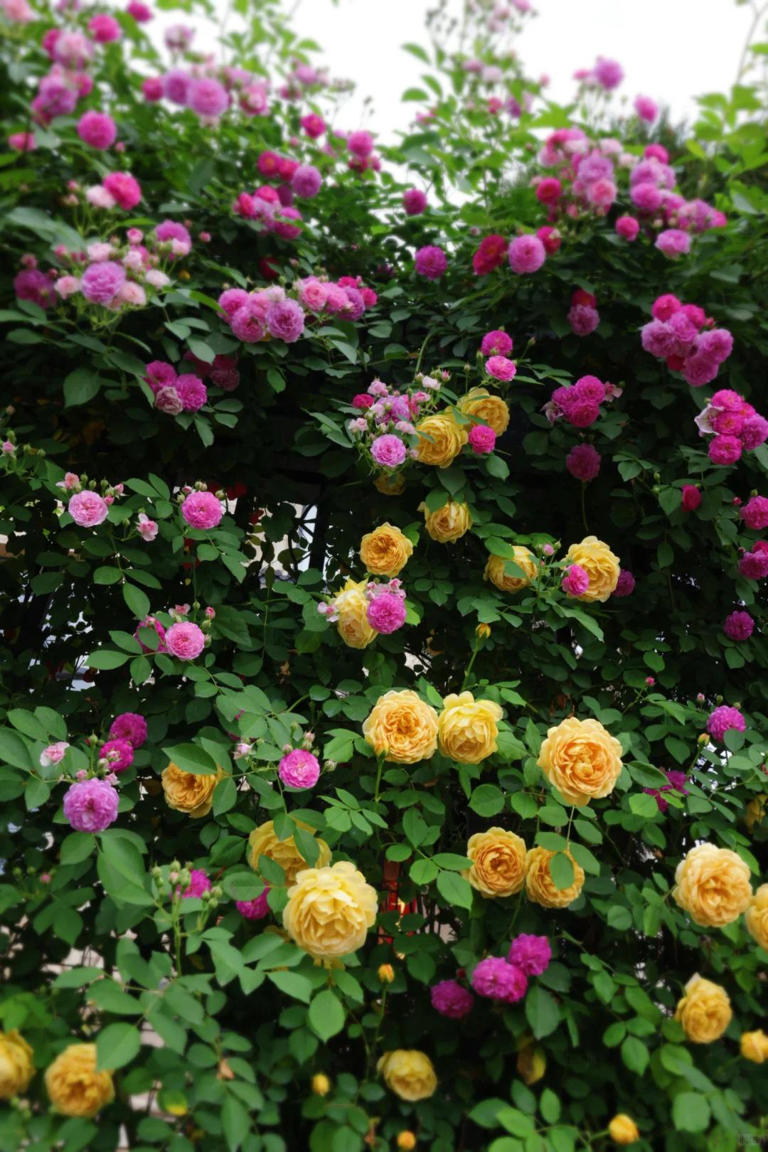 你的院子，怎能少了一面花墙？