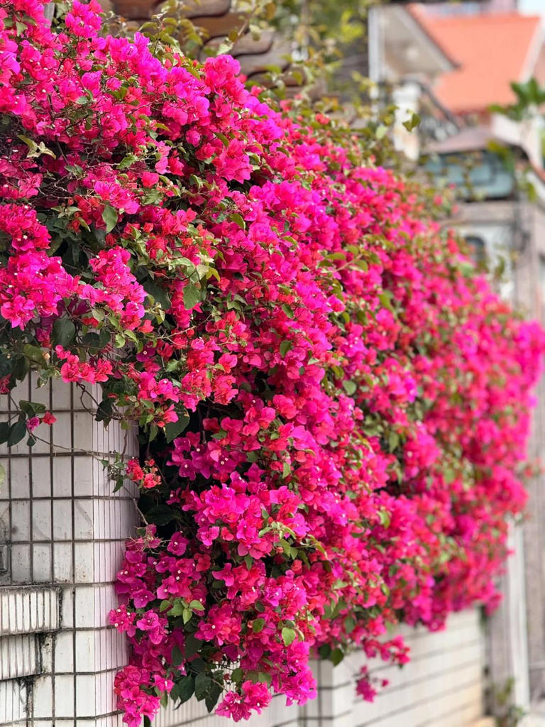 你的院子，怎能少了一面花墙？