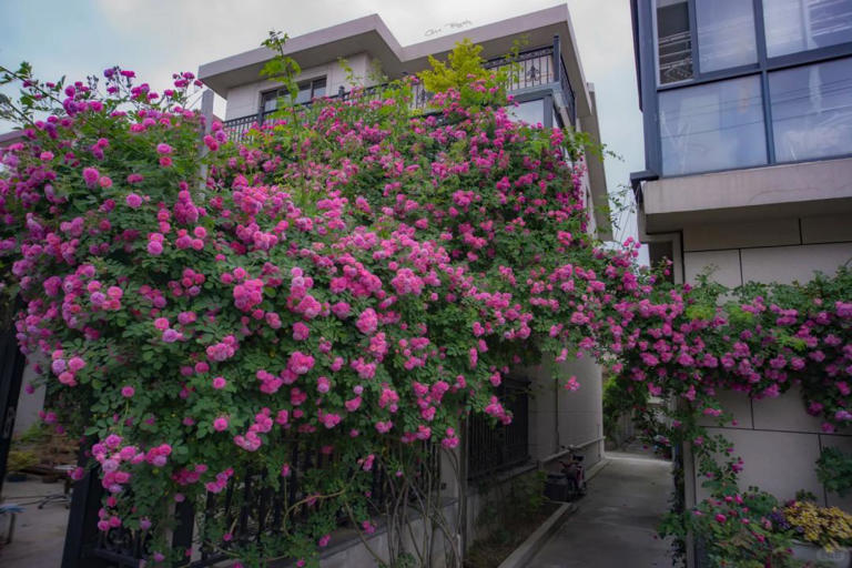 你的院子，怎能少了一面花墙？