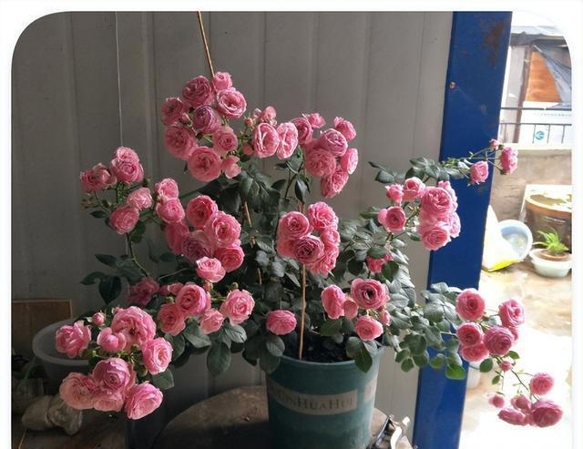 喜欢爬藤开花的植物，这5种就不错，一开花就是上百朵，爬满阳台