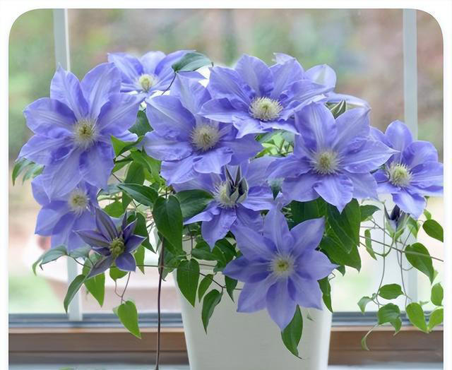 喜欢爬藤开花的植物，这5种就不错，一开花就是上百朵，爬满阳台