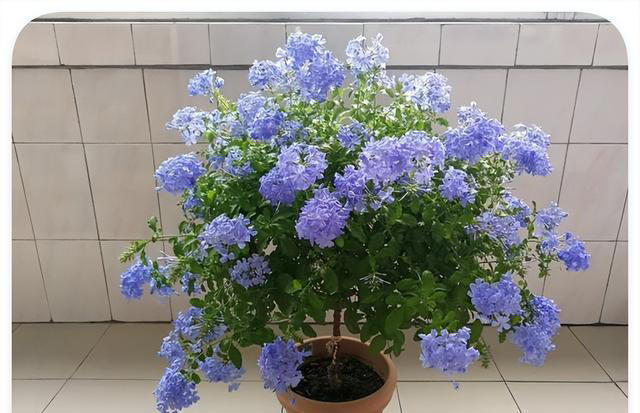 喜欢爬藤开花的植物，这5种就不错，一开花就是上百朵，爬满阳台