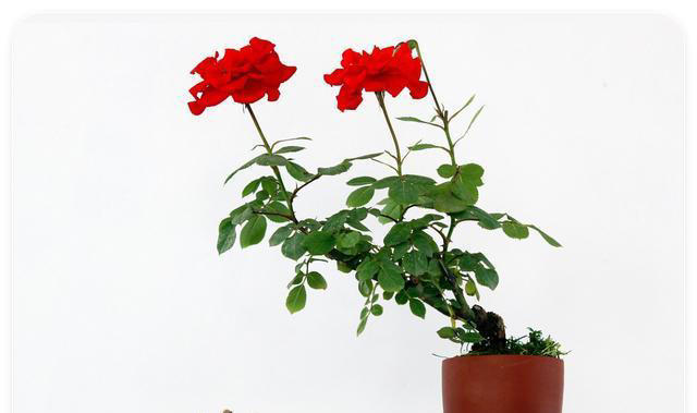 喜欢爬藤开花的植物，这5种就不错，一开花就是上百朵，爬满阳台