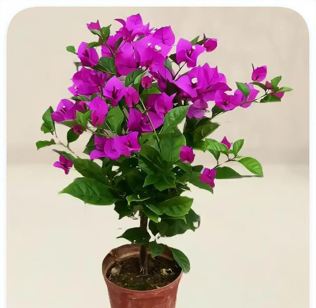 喜欢爬藤开花的植物，这5种就不错，一开花就是上百朵，爬满阳台