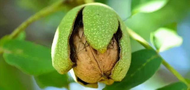 核桃是早上吃好，还是晚上吃好？每天吃几颗核桃，有哪些好处坏处