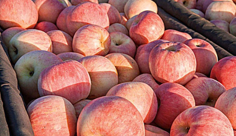 早起后坚持吃一个苹果，4个好处或许“不请自到”，请多重视