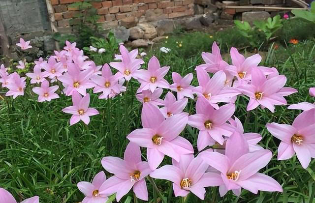 5款适合新手的漂亮花，好养好看爱开花，轻松开出小花园