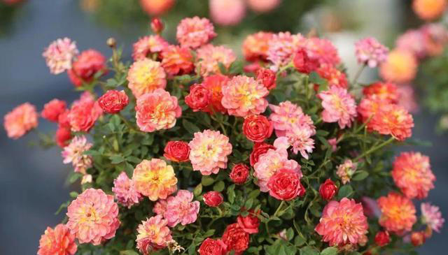 5款适合新手的漂亮花，好养好看爱开花，轻松开出小花园