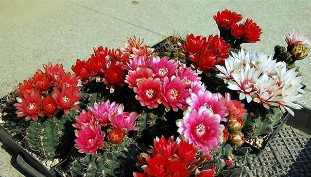 5款适合新手的漂亮花，好养好看爱开花，轻松开出小花园