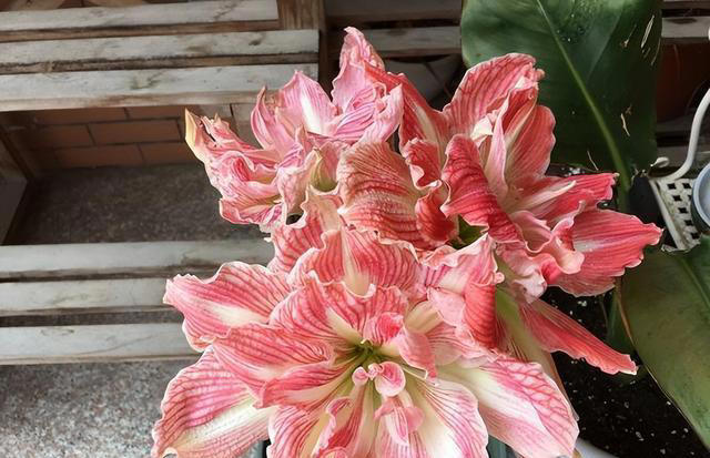 5款适合新手的漂亮花，好养好看爱开花，轻松开出小花园