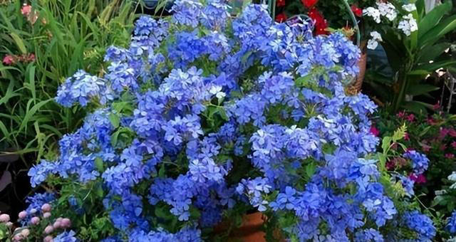 5款适合新手的漂亮花，好养好看爱开花，轻松开出小花园