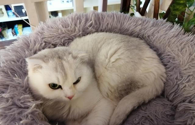 猫咪的这些饮食习性你知道吗？