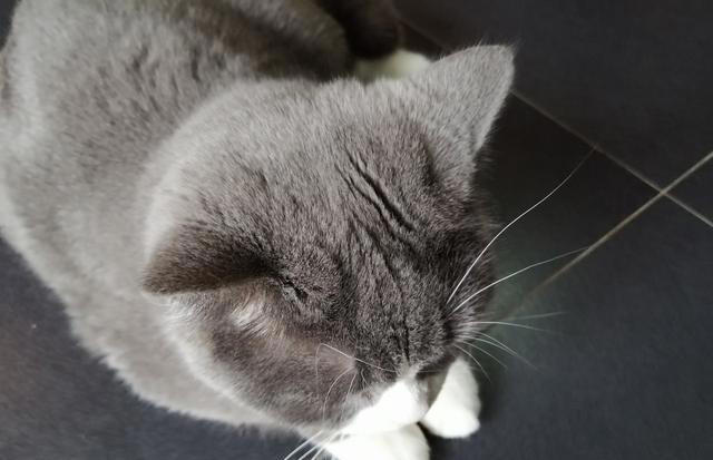 猫咪的这些饮食习性你知道吗？