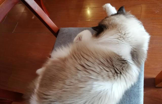 猫咪的这些饮食习性你知道吗？