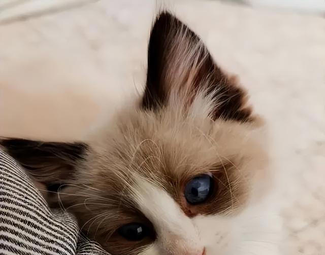 猫咪心声：这9件事，猫咪做梦都想让你知道，别再误会它了！