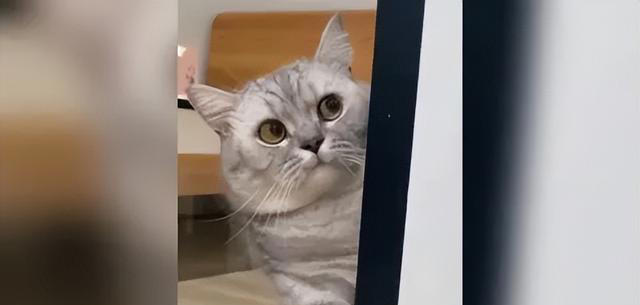 猫咪心声：这9件事，猫咪做梦都想让你知道，别再误会它了！