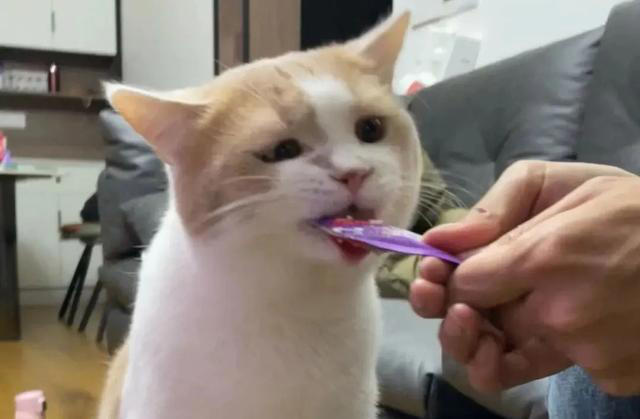 猫咪心声：这9件事，猫咪做梦都想让你知道，别再误会它了！